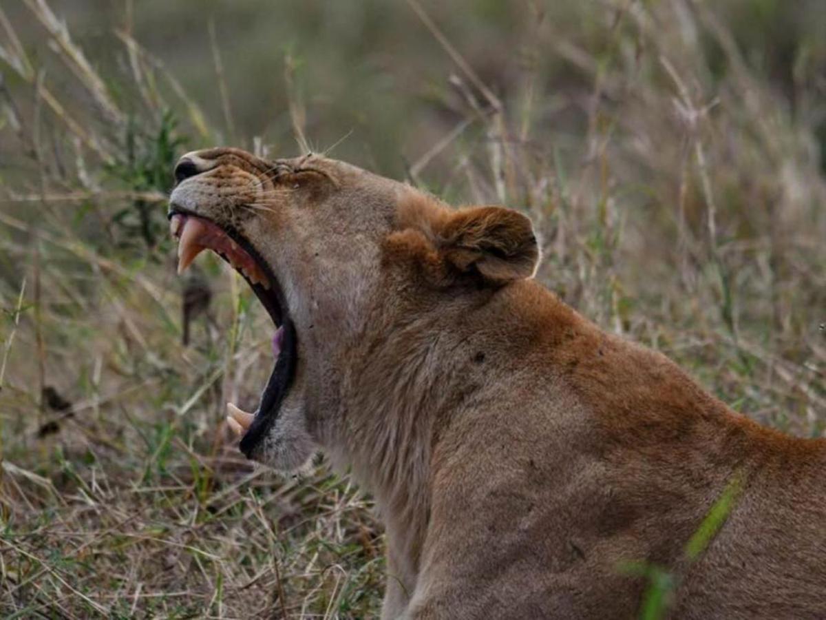 Serengeti Kifaru Tented Lodge Mugumu Εξωτερικό φωτογραφία