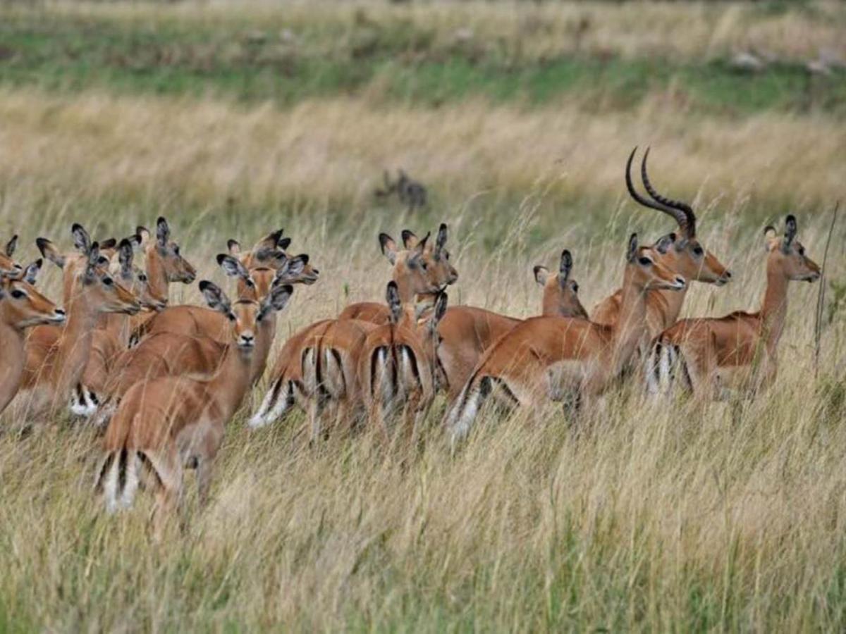 Serengeti Kifaru Tented Lodge Mugumu Εξωτερικό φωτογραφία