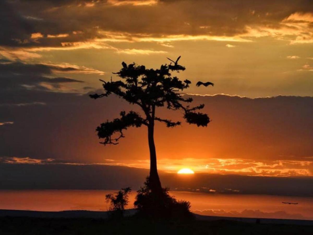 Serengeti Kifaru Tented Lodge Mugumu Εξωτερικό φωτογραφία