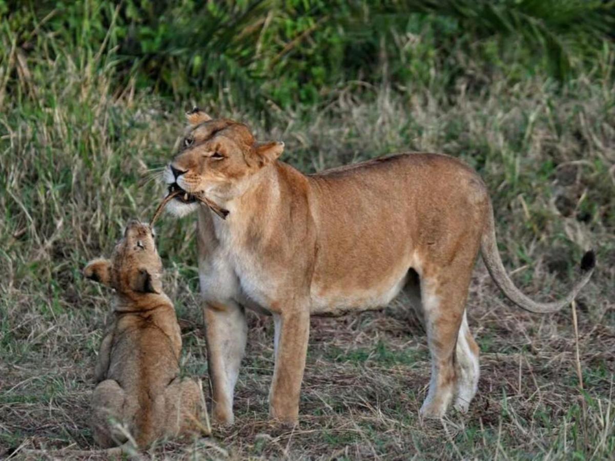 Serengeti Kifaru Tented Lodge Mugumu Εξωτερικό φωτογραφία
